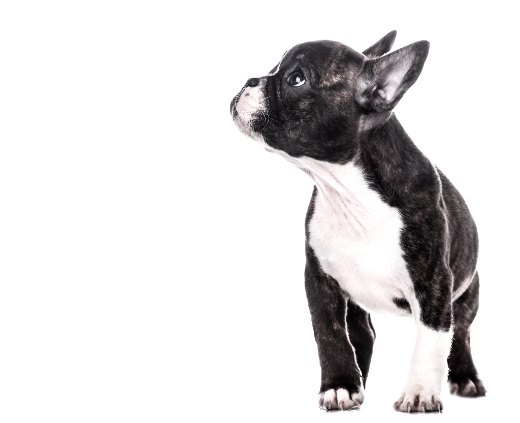 dog - mobile vet